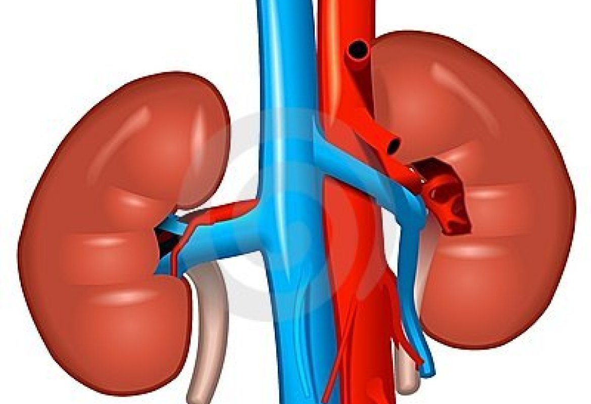 "In Italia 1 persona su 10  ha un danno  renale. Controlla se sei a rischio.“ Domenica i nefrologi di Galatina saranno in Piazza Alighieri
