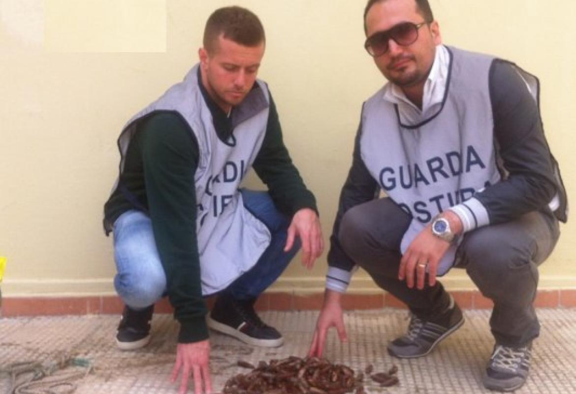 Aragoste e datteri in pescheria, multato e denunciato il proprietario