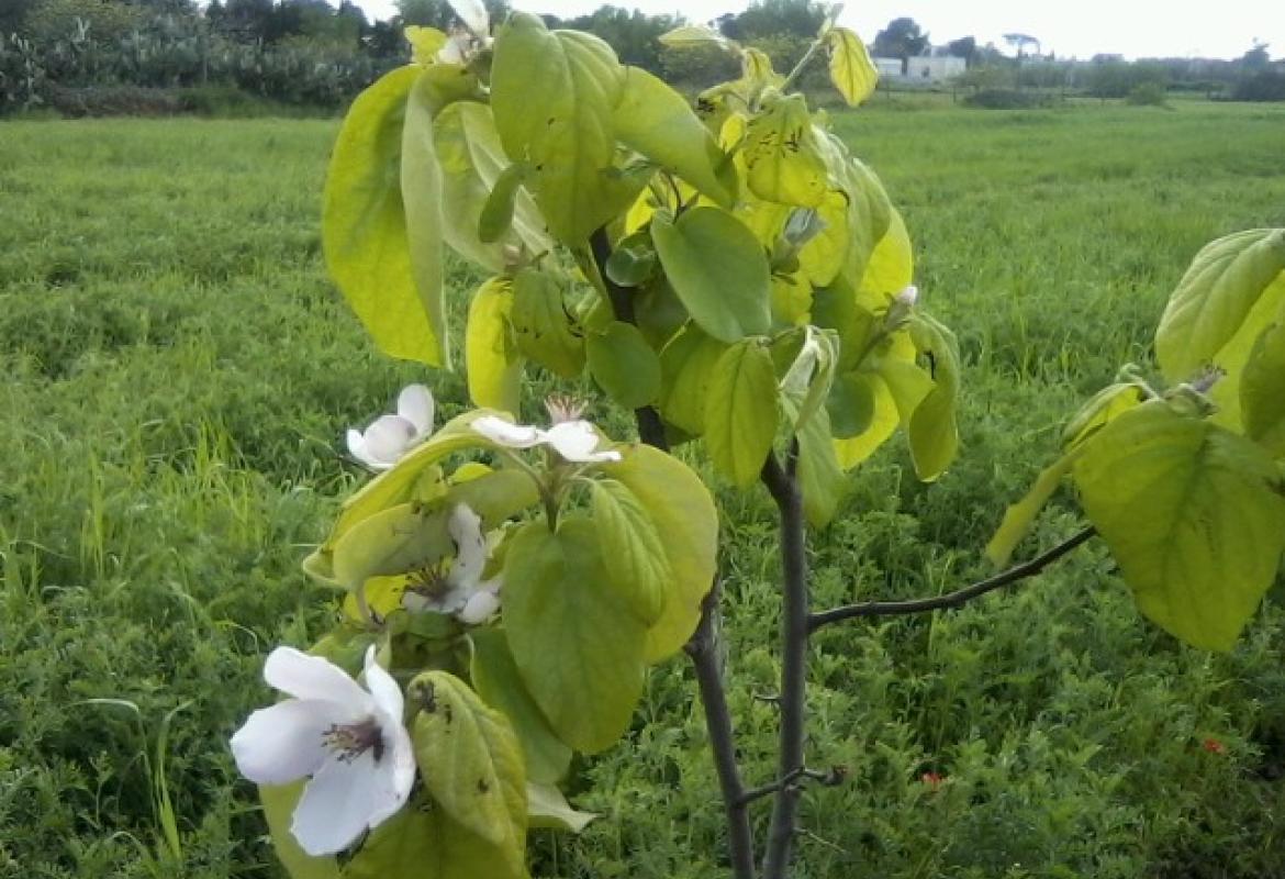 Il passero solitario
