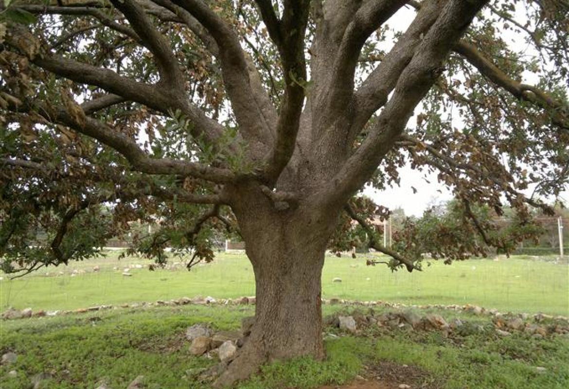 Quella tangenziale non s'ha da fare! Una raccolta di monetine per pagare la penale