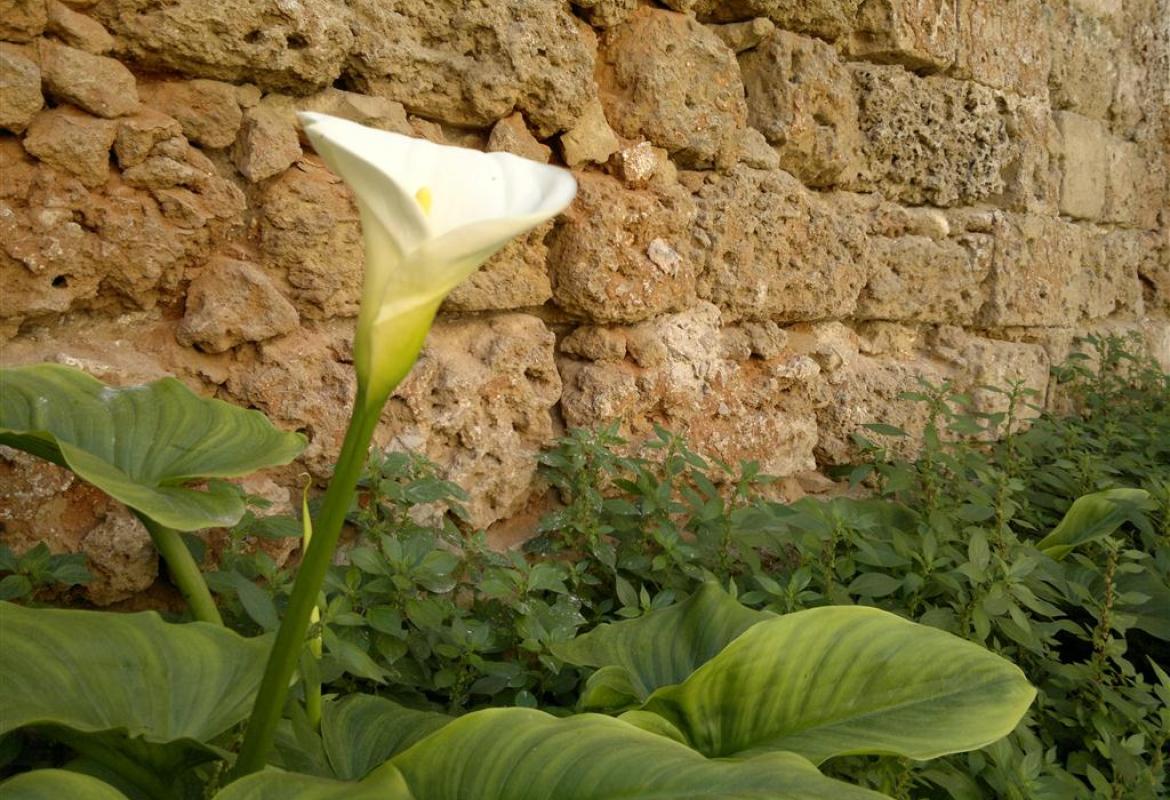 La Pro-Loco di Galatina indice un concorso di poesia