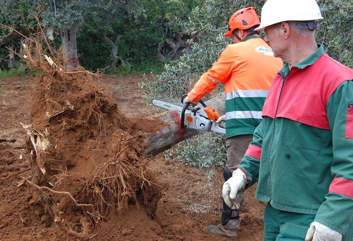 La 'xylella fastidiosa' fa 'vittime' anche a Galatina