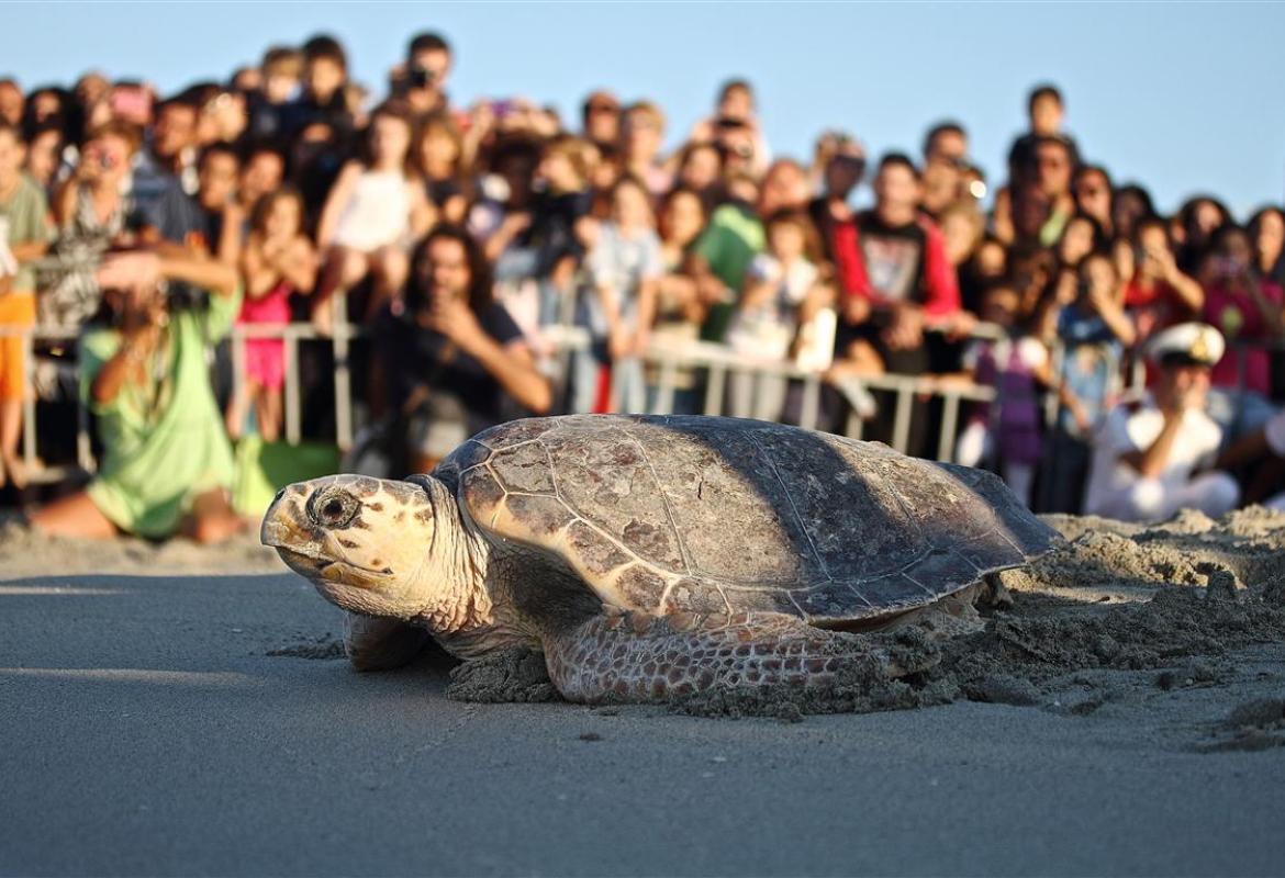 Reinserite in mare, a San Foca, otto tartarughe Caretta Caretta