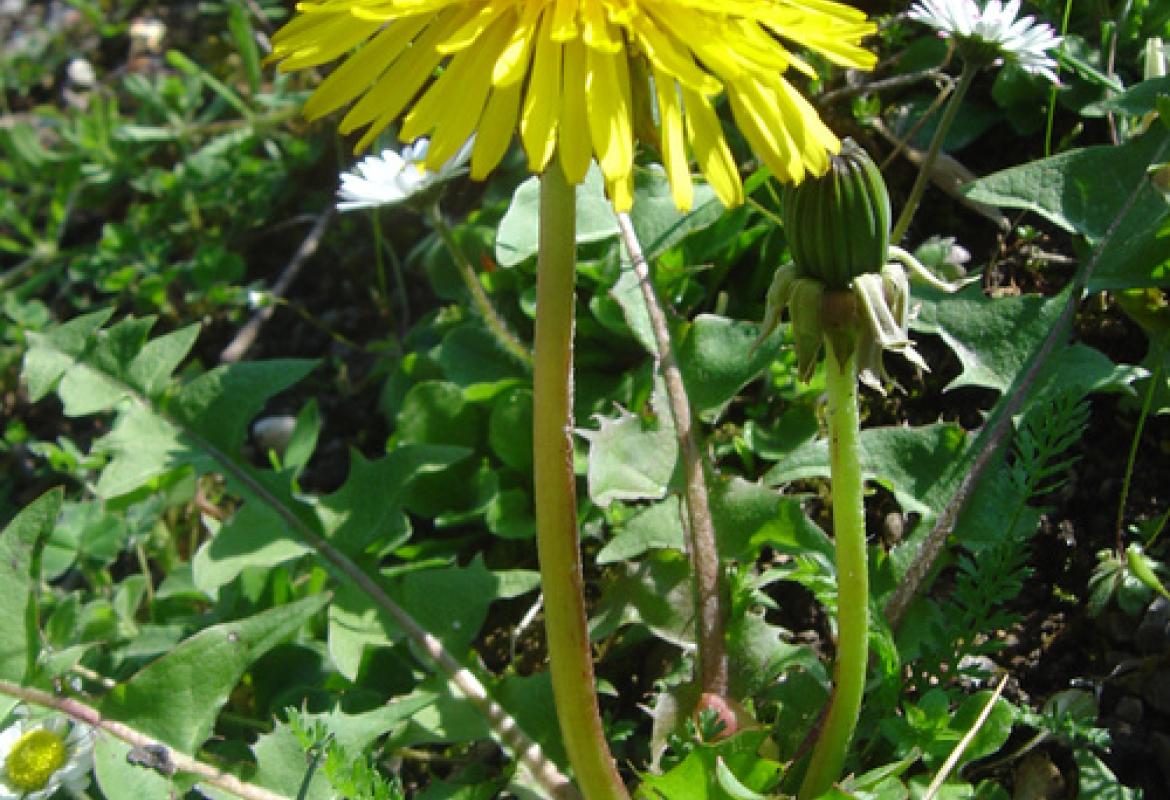 Dal paesaggio alla tavola. Tutela e valorizzazione delle piante selvatiche commestibili