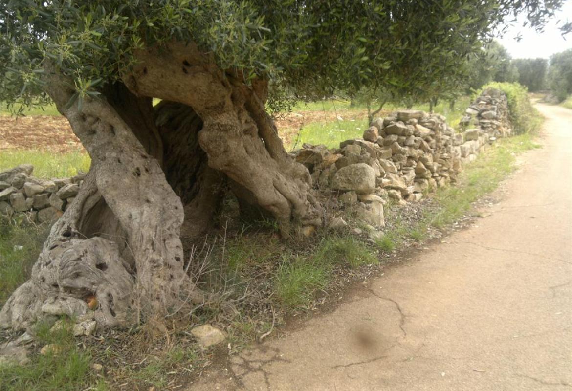 Ritorno alle origini