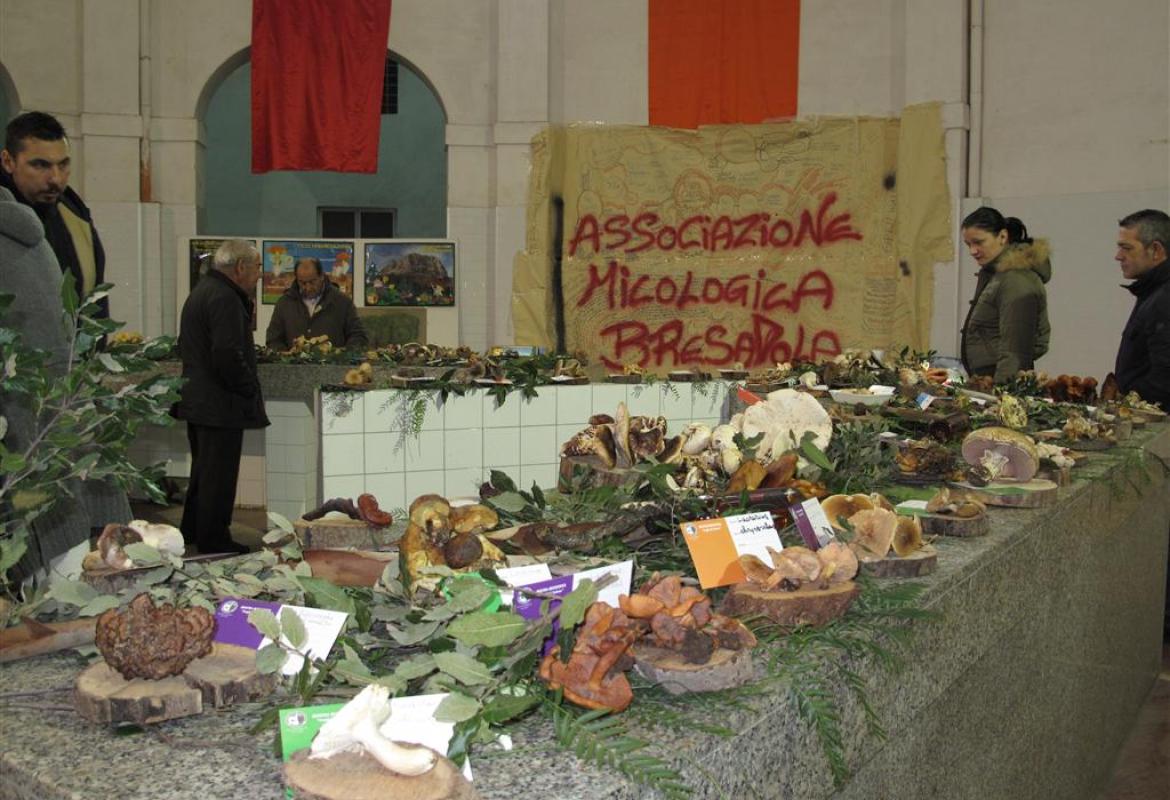 Grande interesse per i funghi in mostra nell'ex-mercato coperto