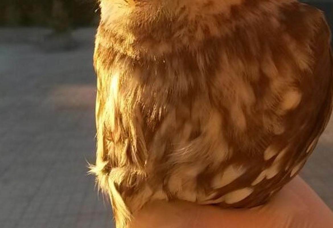 Civetta salvata dai pompieri a Galatina