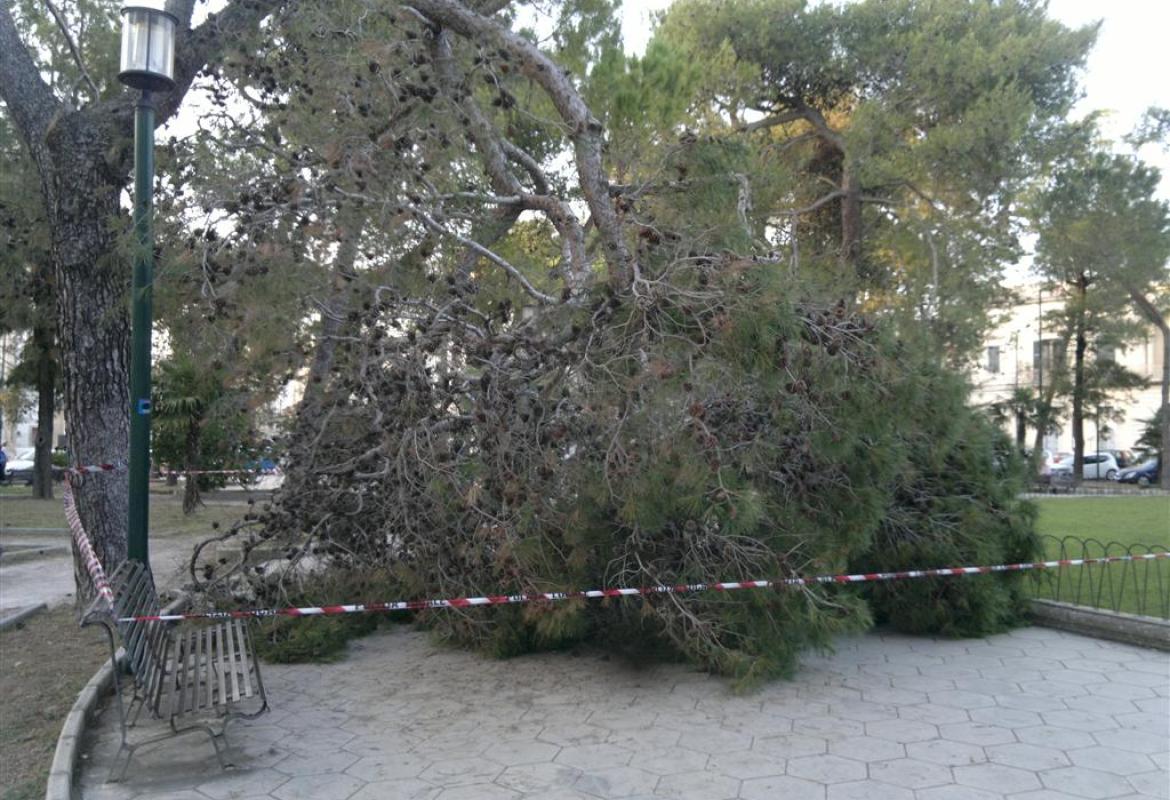 Crolla un pino, sfiorati un bambino e suo padre