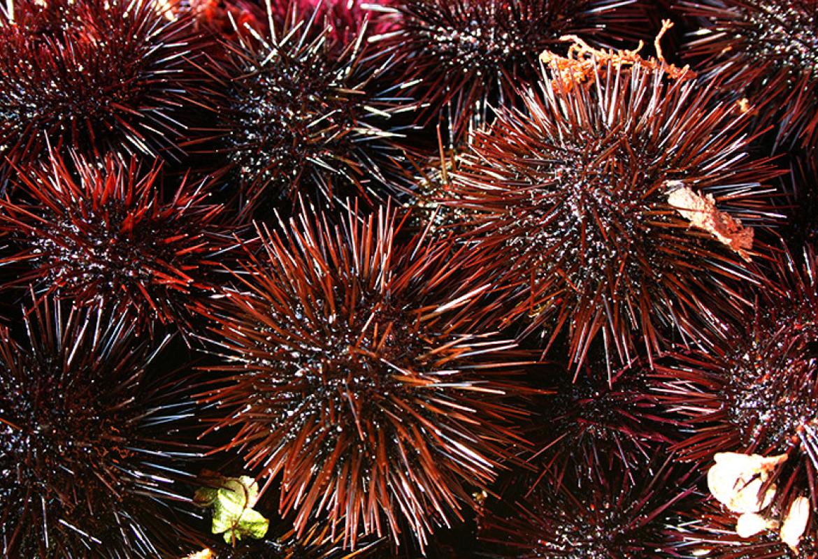 Quattromila euro di multa ad un sub che aveva raccolto 400 ricci