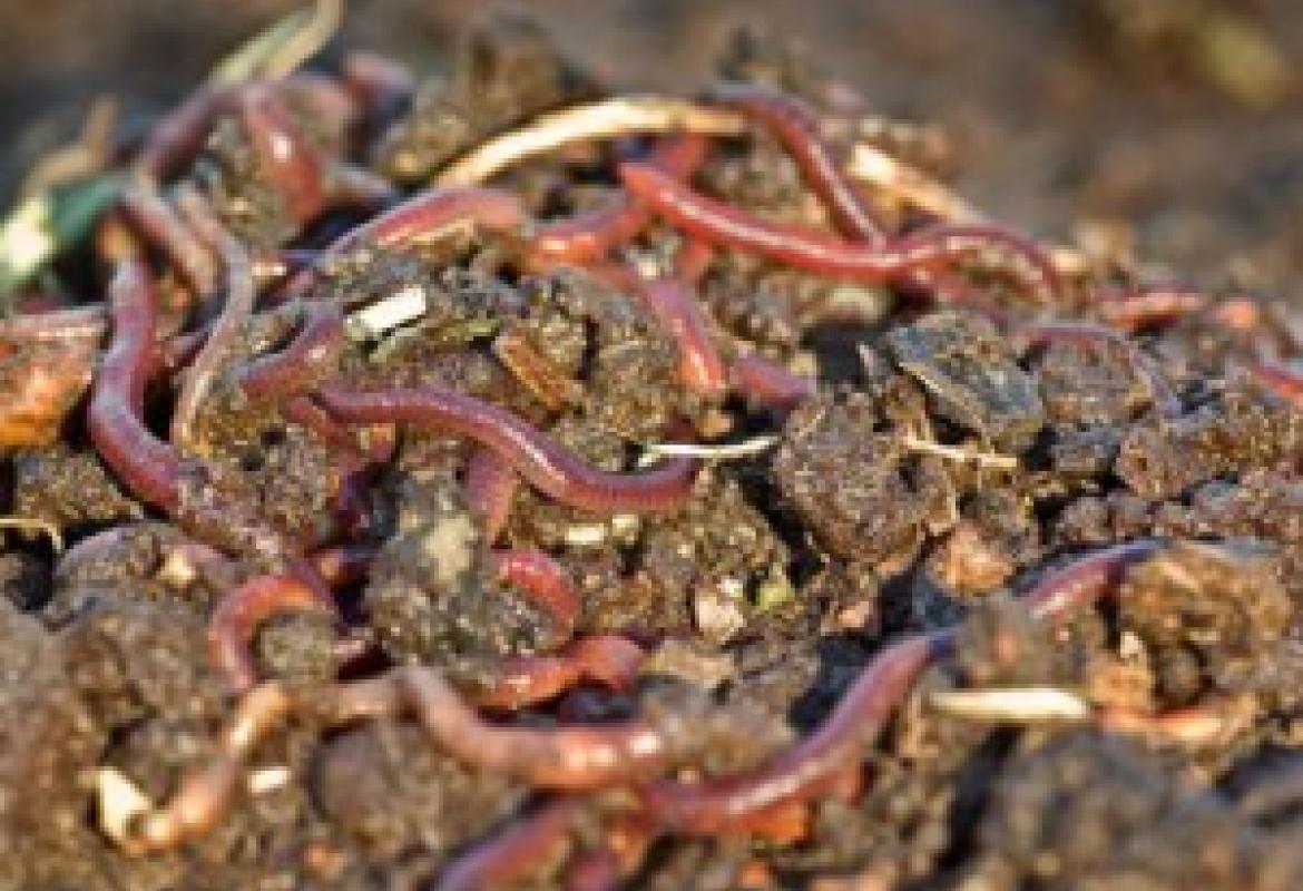 &quot;Tanti piccoli impianti di compostaggio invece di tre grandi&quot; 