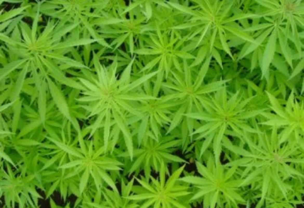 Cannabis, in Puglia sarà coltivabile per fini terapeutici
