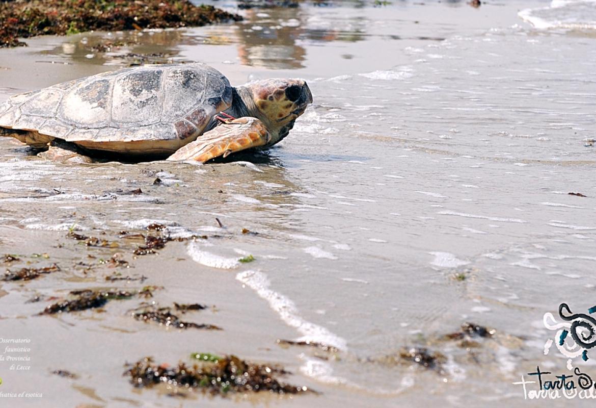 Le Caretta Caretta oggi tornano in mare