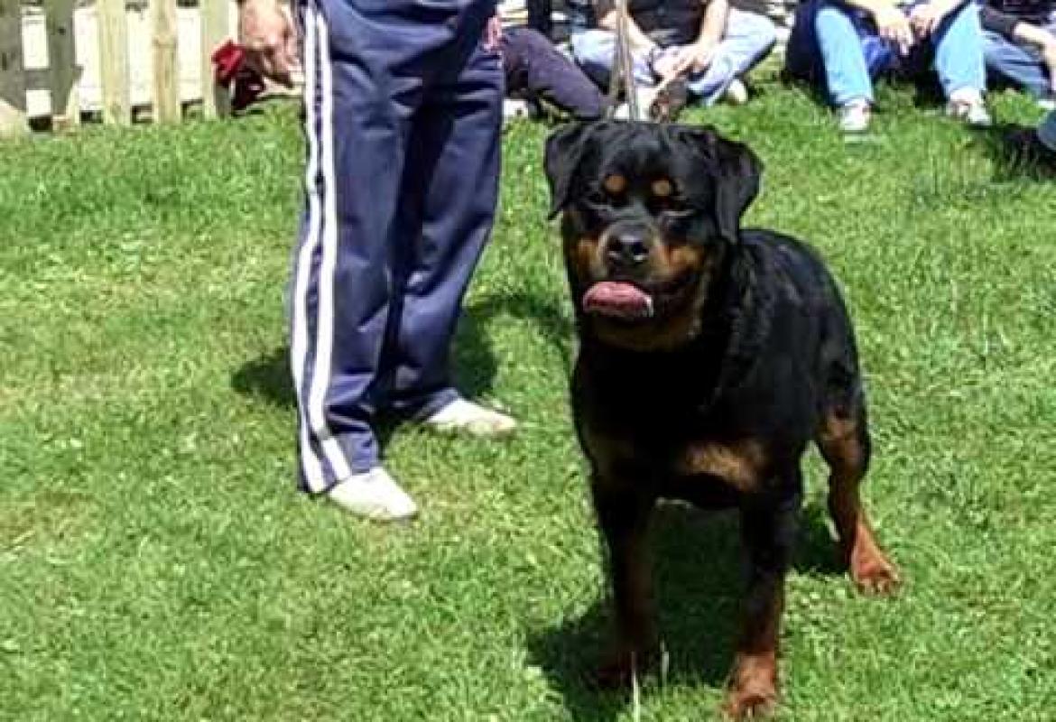 Bambina galatinese azzannata in casa da un rottweiler