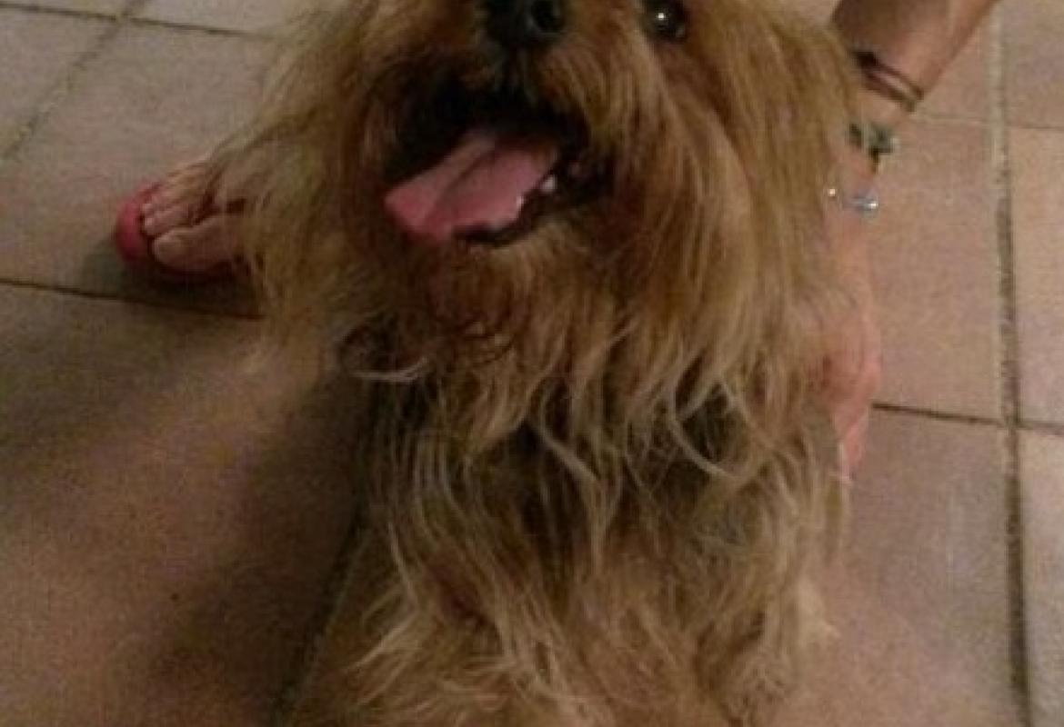 Cagnolina incinta trovata in via Liguria nella notte