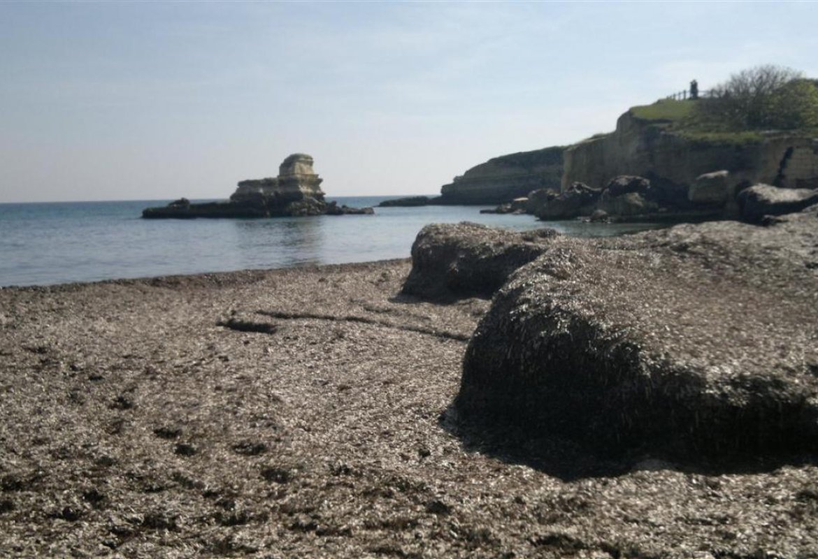 Compost dalla posidonia, autorizzato un impianto ad Arnesano