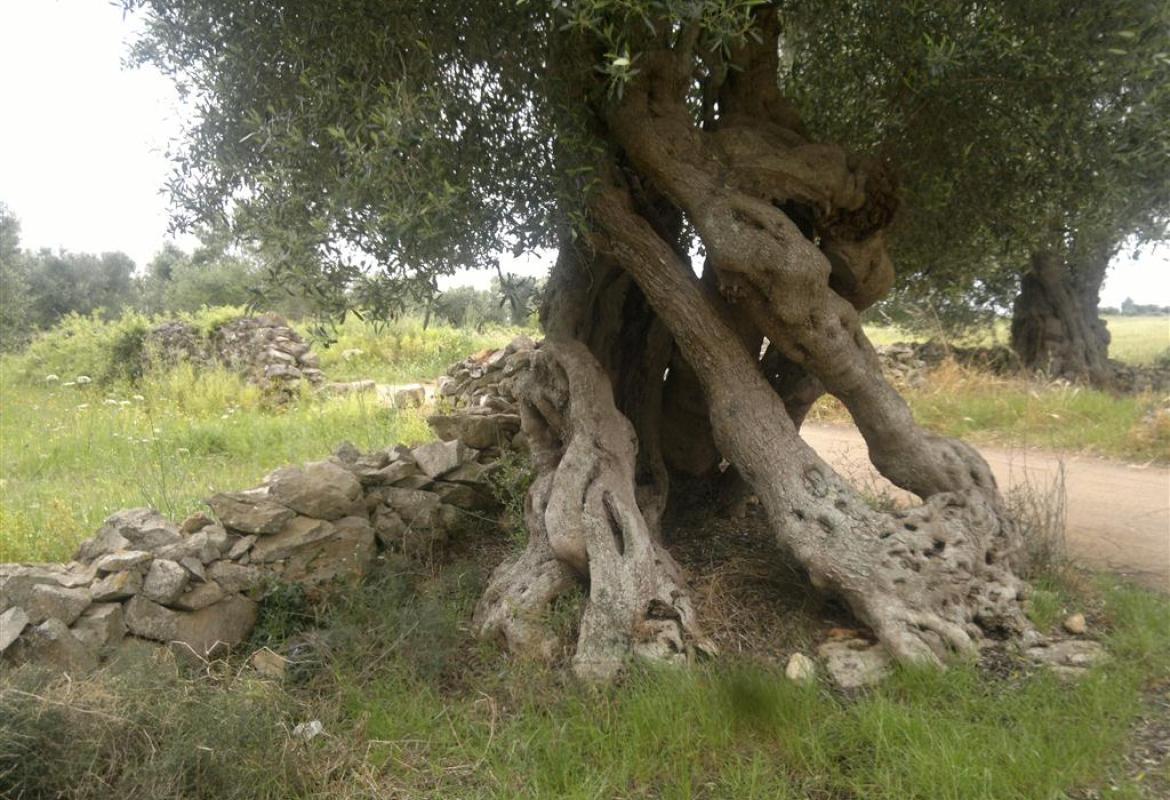 &quot;Salviamo gli ulivi secolari del Salento!&quot;