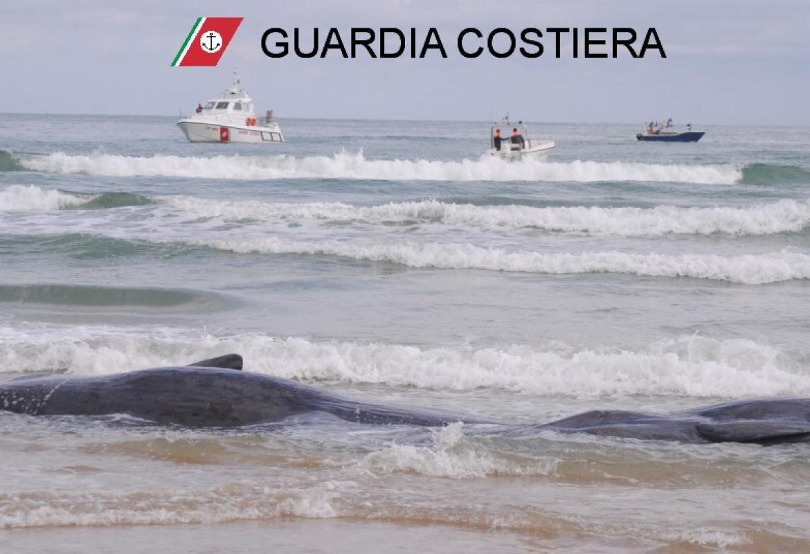 Salvati quattro dei sette capodogli spiaggiati a Vasto