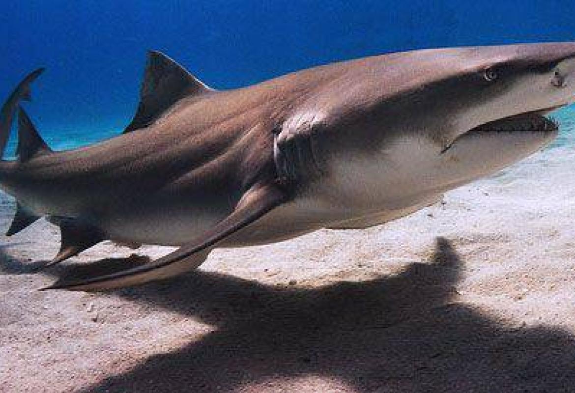 Lo squalano è ora ecosostenibile, non più necessario uccidere gli squali per avere la pelle liscia