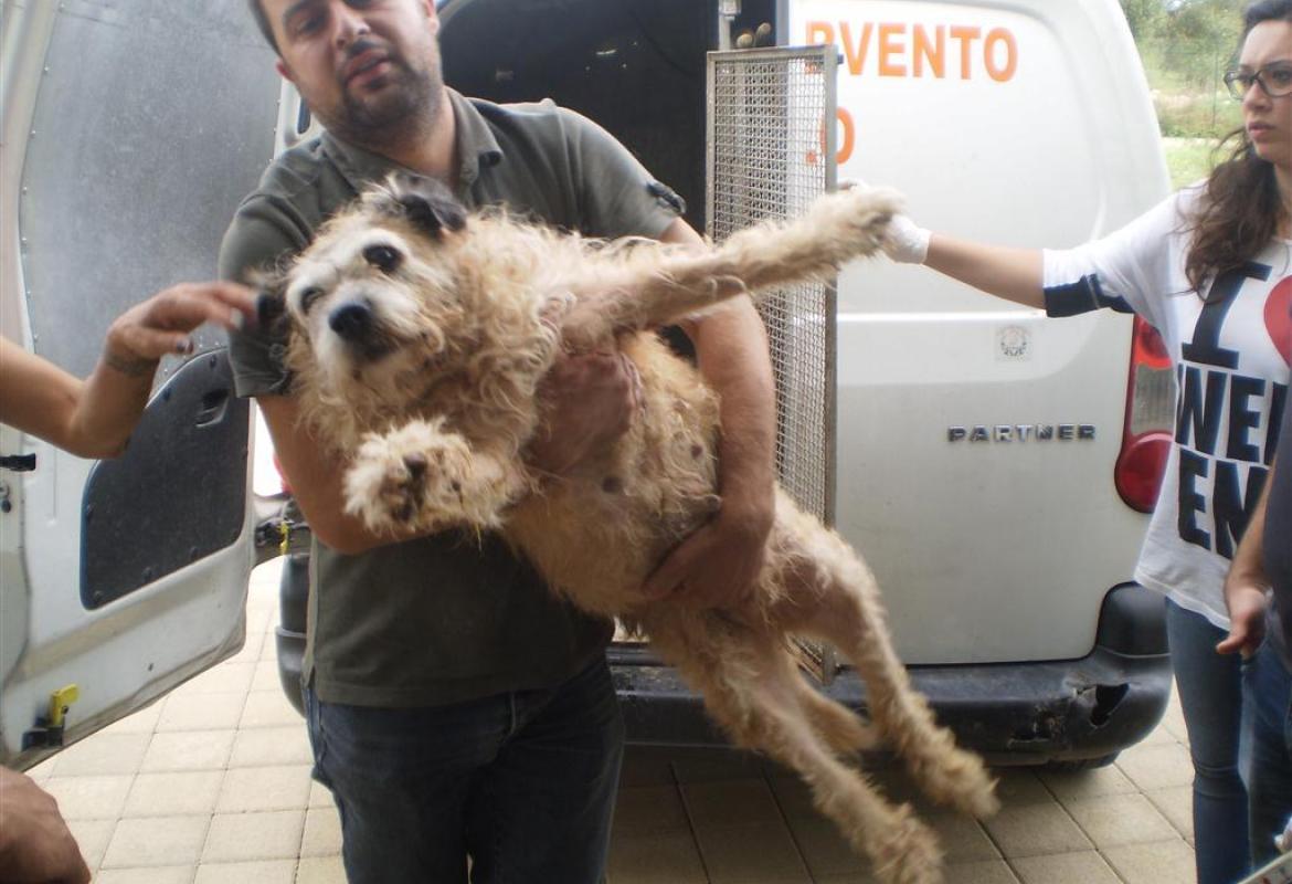 Aperto il nuovo canile-rifugio di Galatina