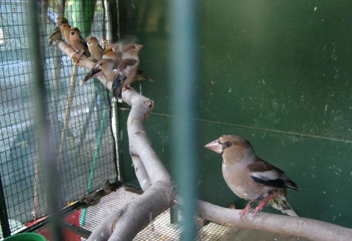 Sequestrati e liberati 120 uccelli trasportati abusivamente nel baule di un'auto