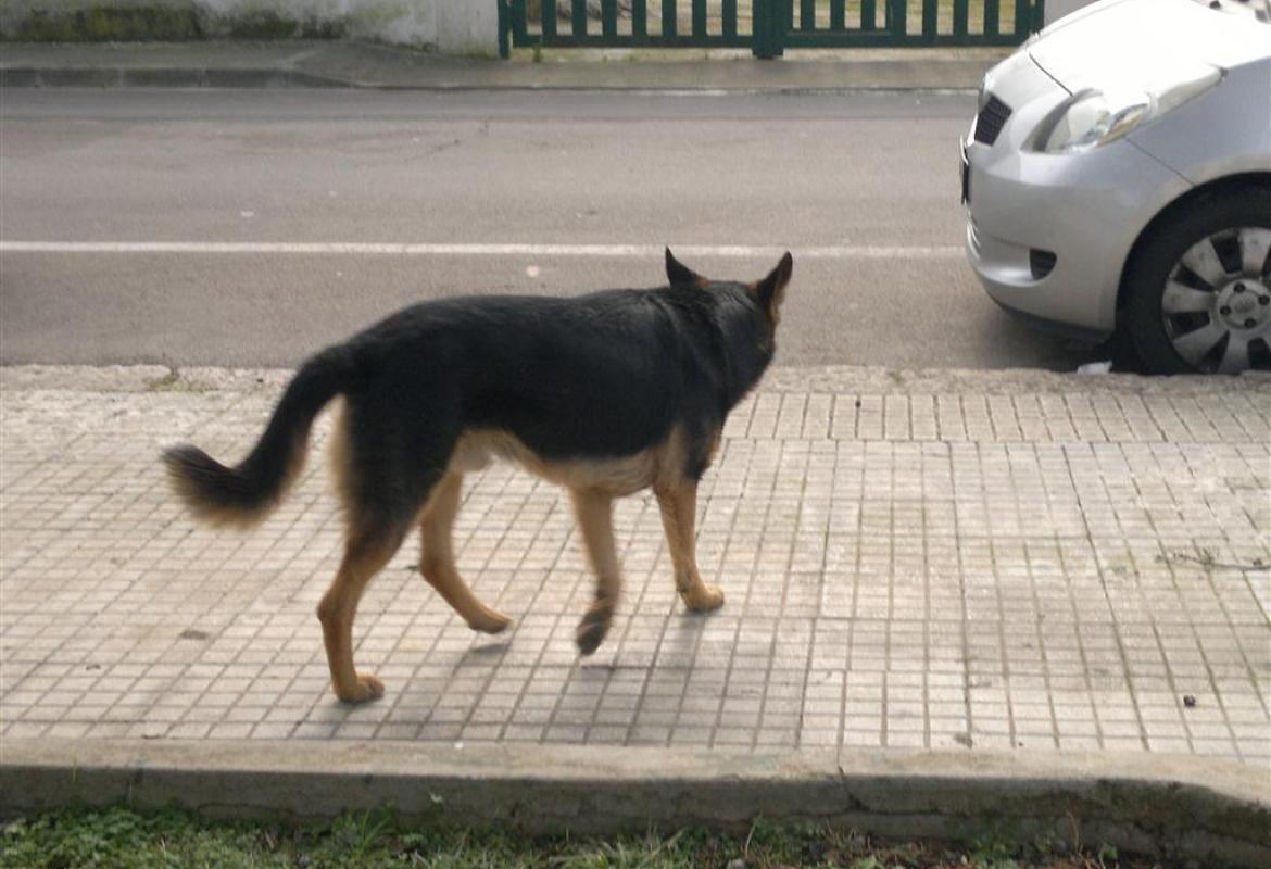Spendere per i poveri i denari destinati ai cani?