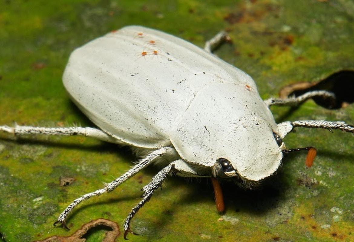 Il bianco di un coleottero rivoluzionerà l'industria delle vernici