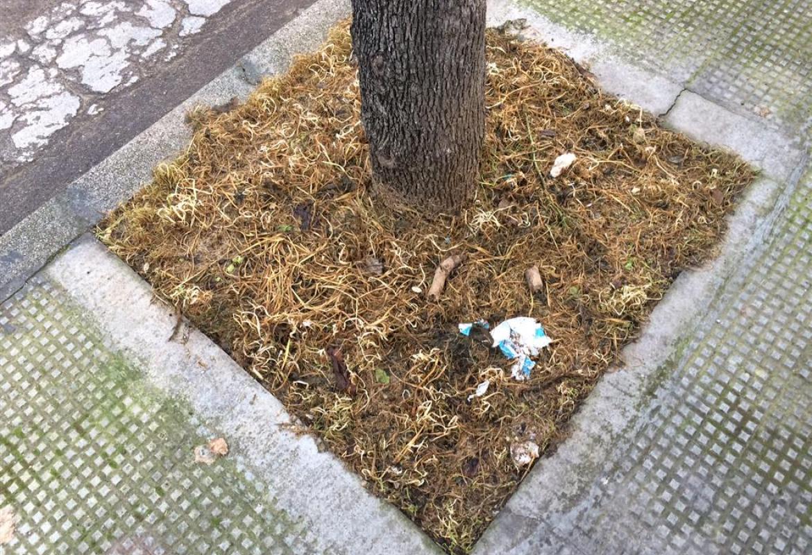 "Cicche e deiezioni di cani"