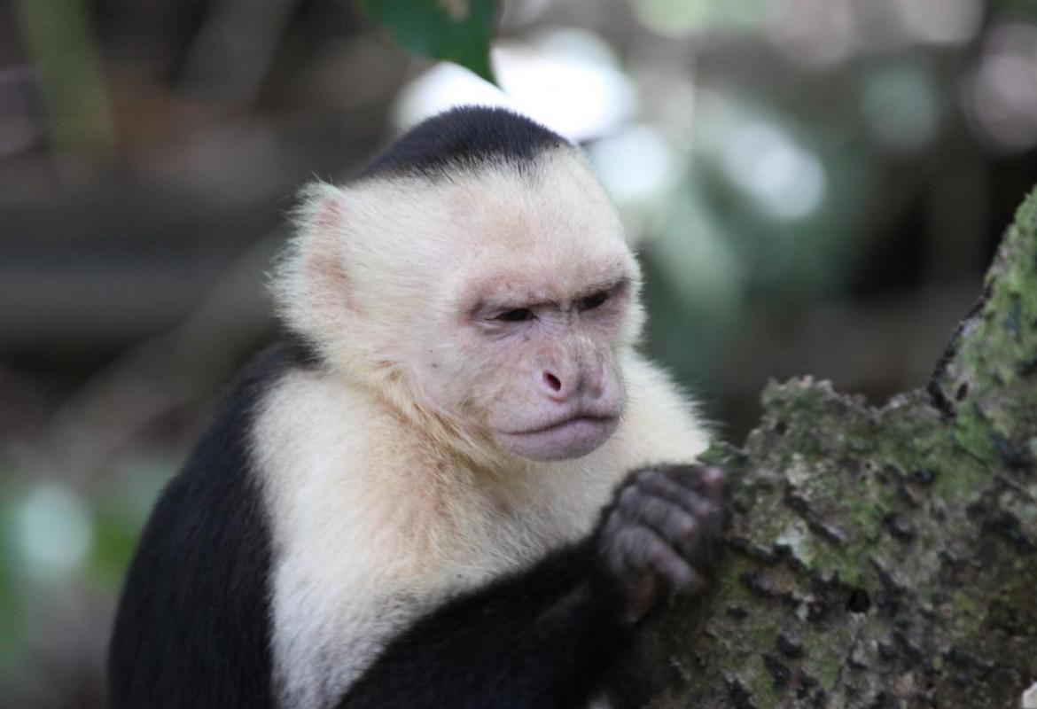 L'opportunità aguzza l'ingegno delle scimmie