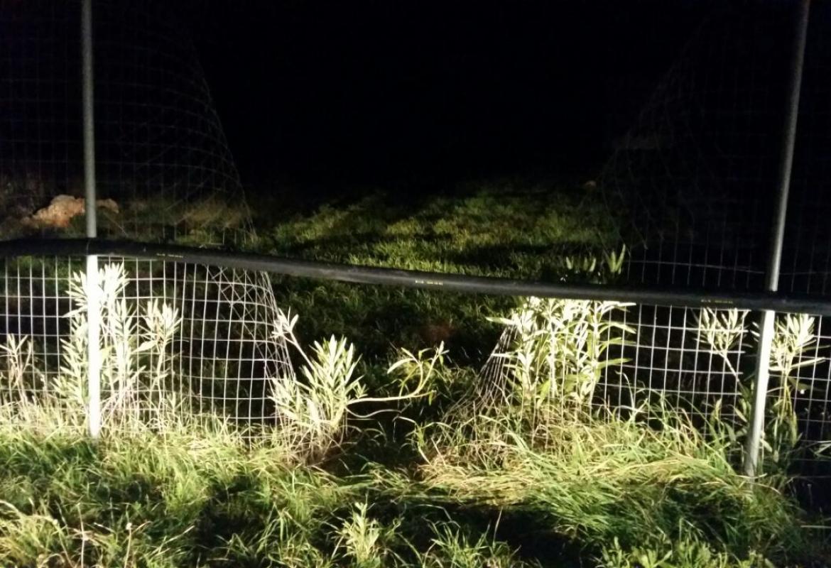 La Fidelpol riesce a sventare un furto di pannelli nel megacampo fotovoltaico di Noha