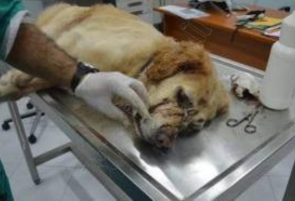 Prende a fucilate il cane del vicino, denunciato