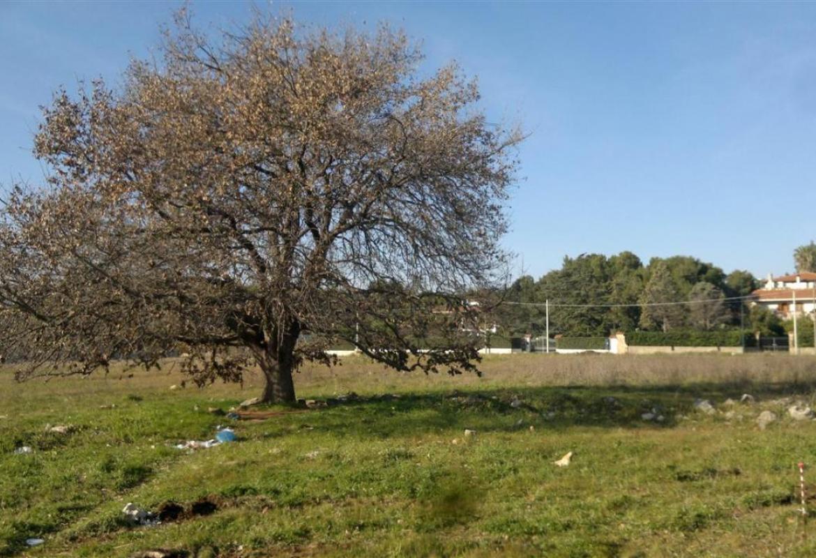 "La quercia di San Sebastiano non ha più di 80 anni"