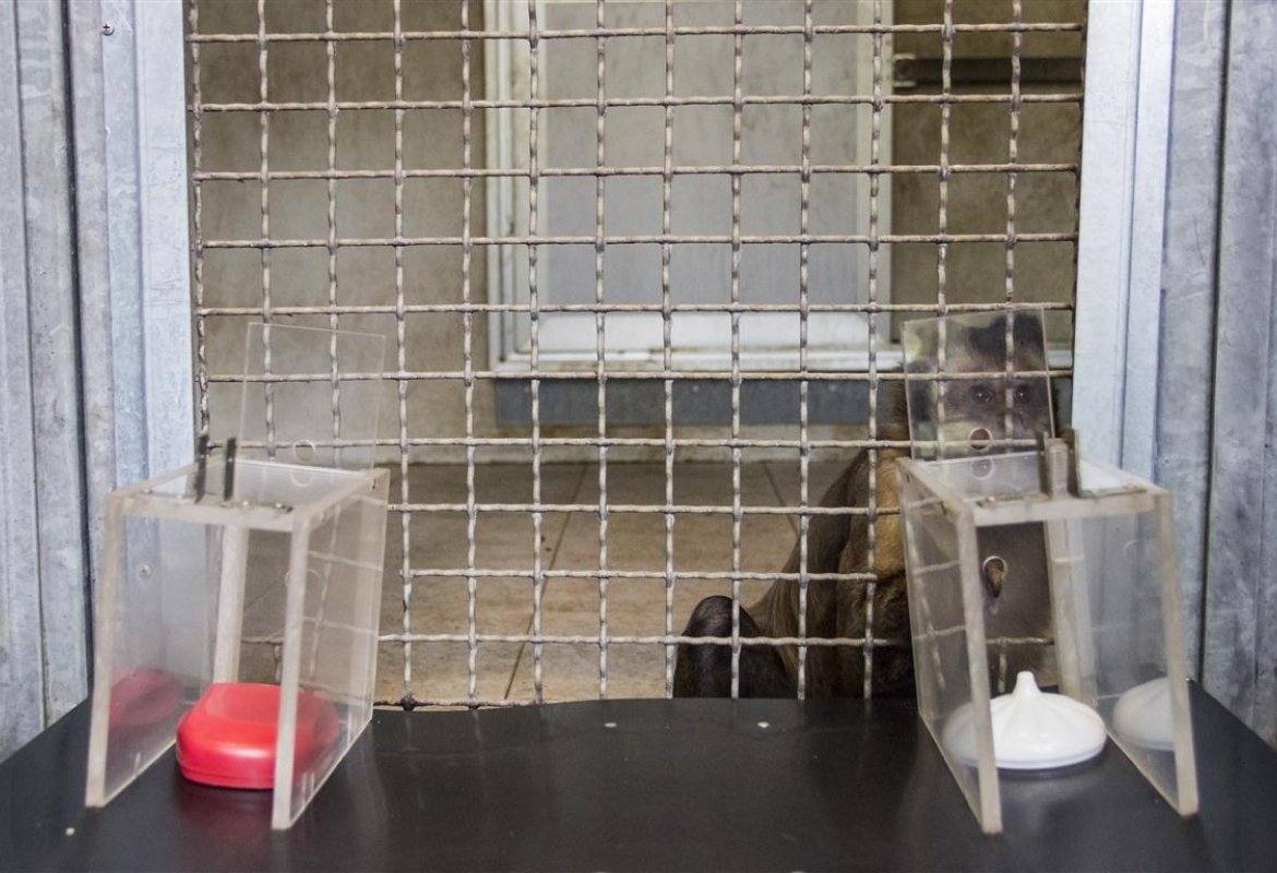 Il 'cebo dai cornetti' rischia ma non azzarda