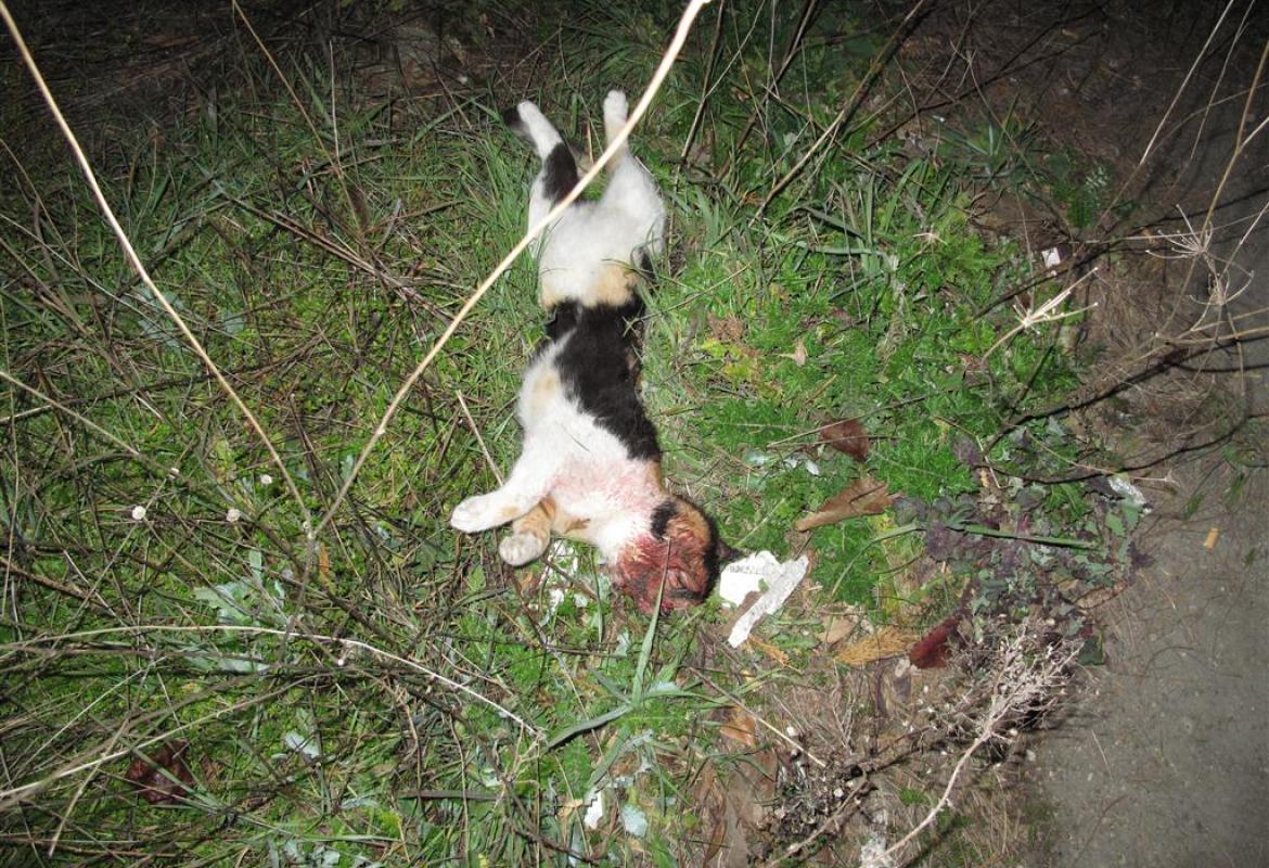 "Quel gatto non l'abbiamo ucciso noi"
