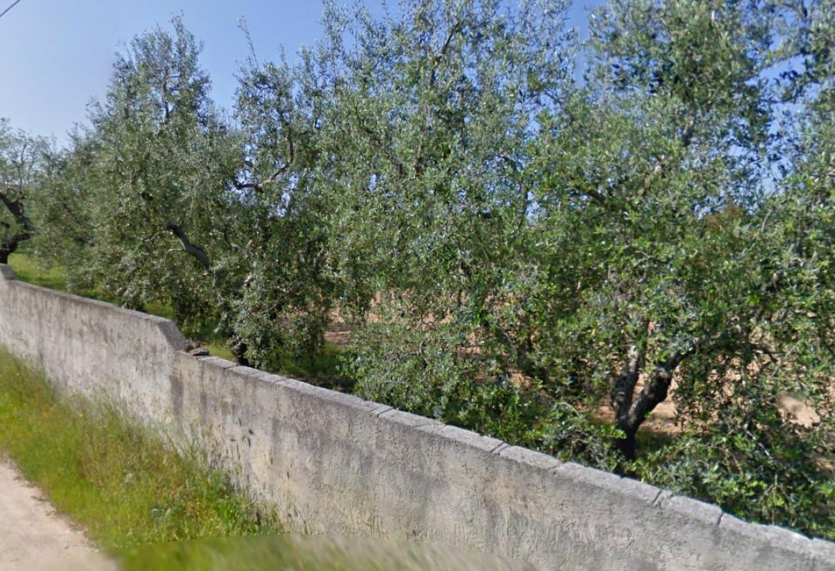 Arrestato galatinese sorpreso a tagliare un ulivo secolare