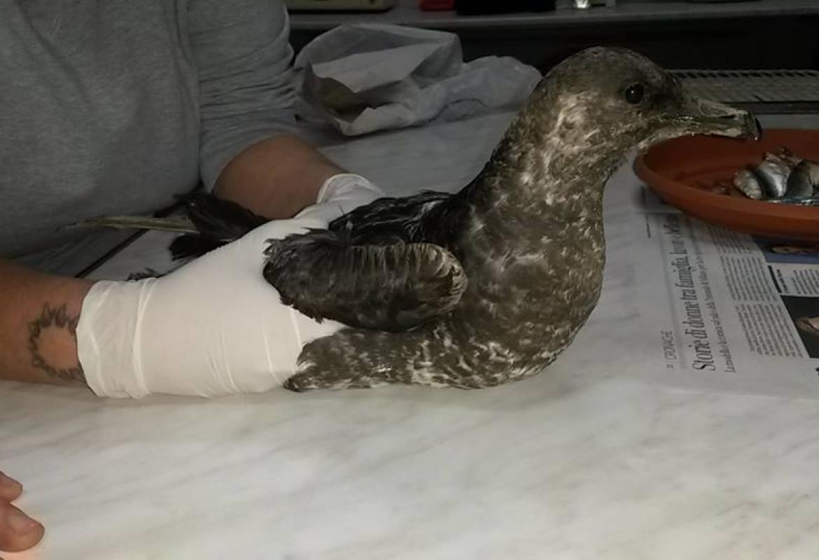 Curato e liberato uno stercorario mezzano