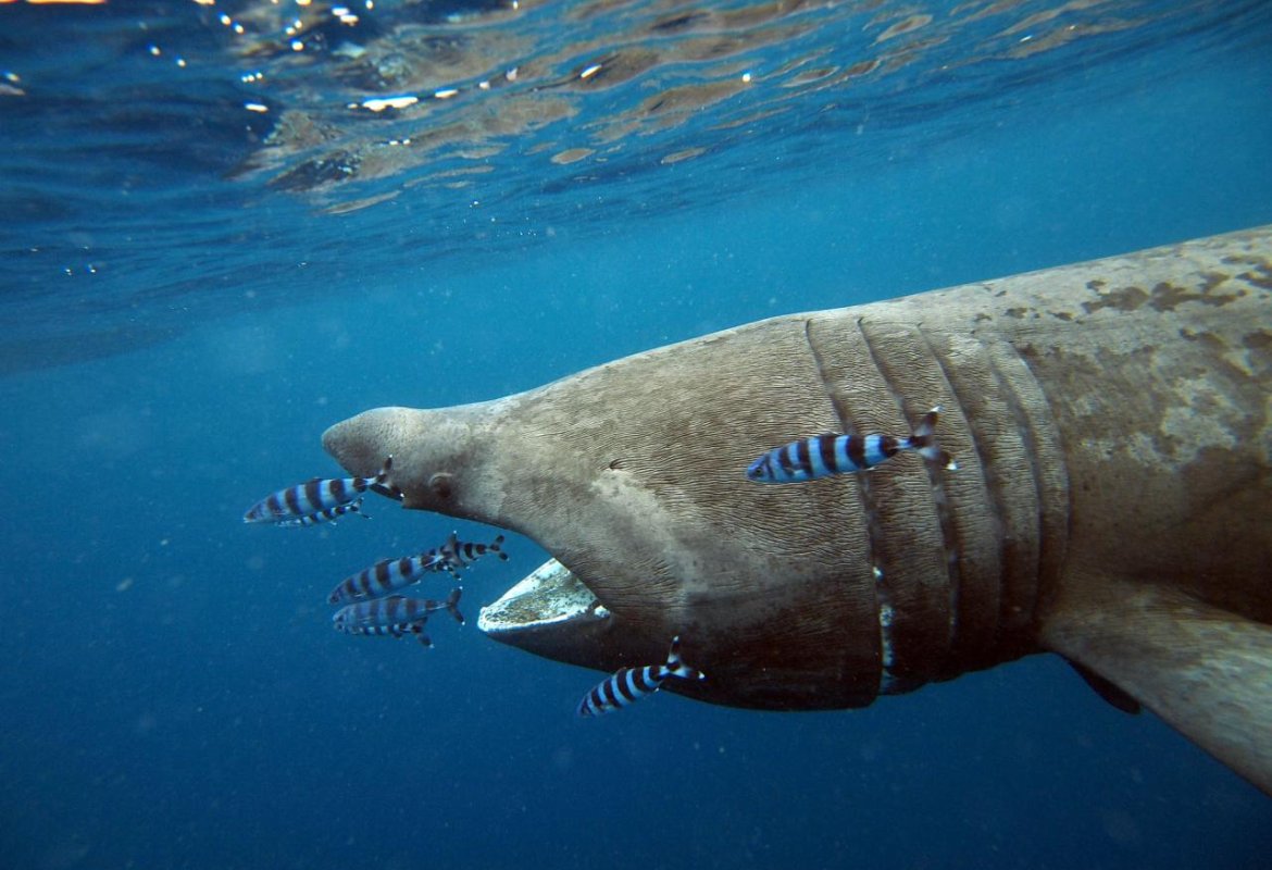 Avvistati due squali elefante a Leuca e Porto Cesareo