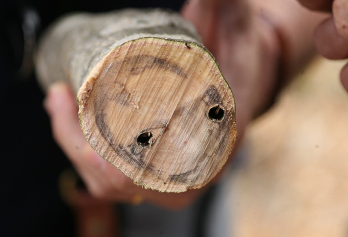 Malattia degli ulivi, a disposizione un agronomo