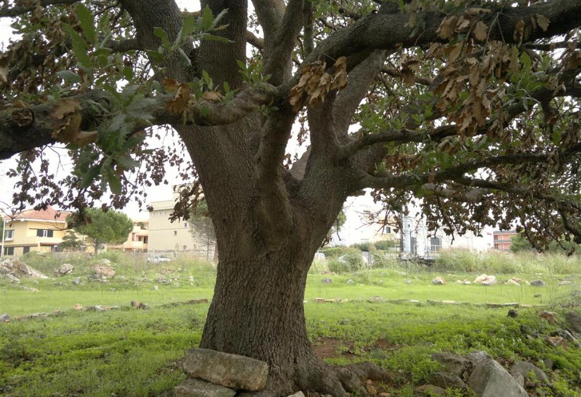 Il sorriso della quercia