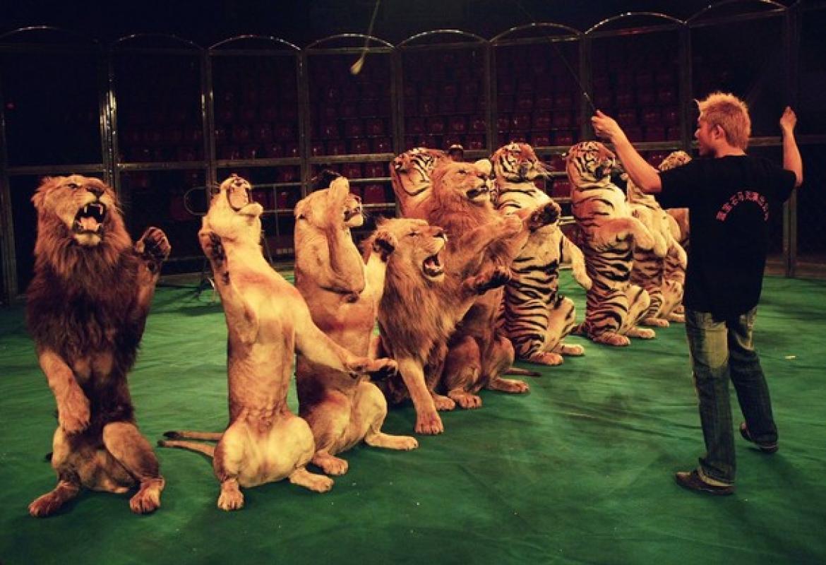 Alla larga i circhi con animali esotici!