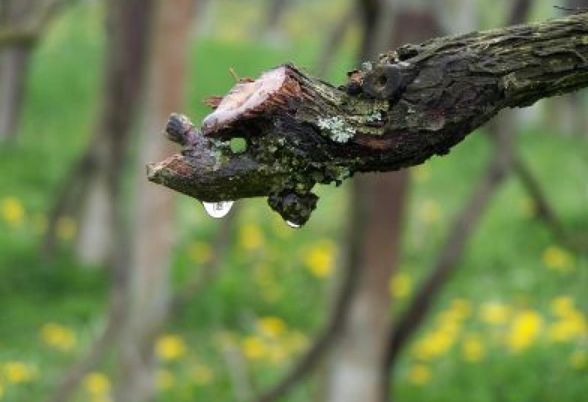 &quot;Chi rimane in me e io in lui, fa molto frutto&quot;