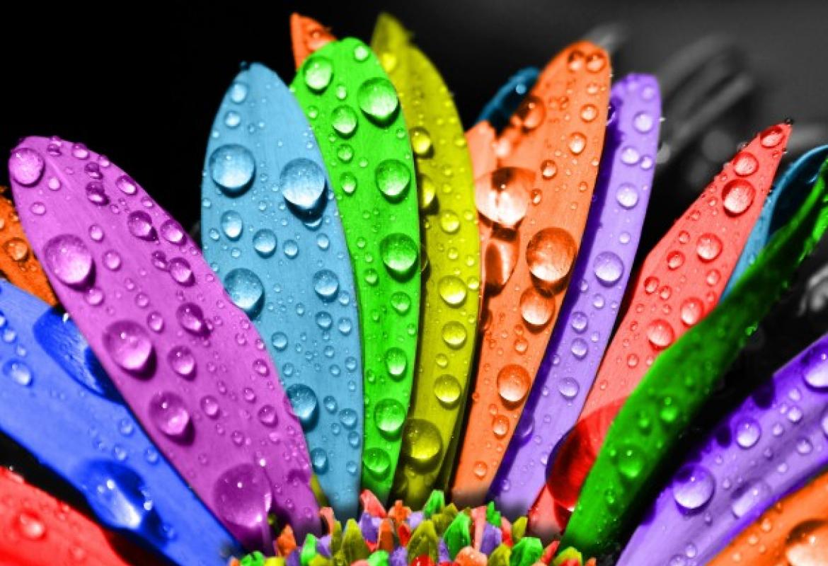 Ricavare energia dai colori delle piante