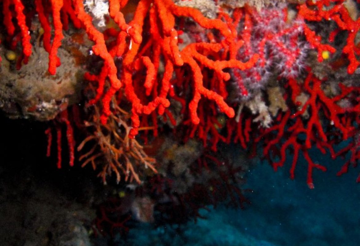 Raccoglievano corallo rosso nell'oasi marina protetta, sorpresi e multati dalla Guardia Costiera