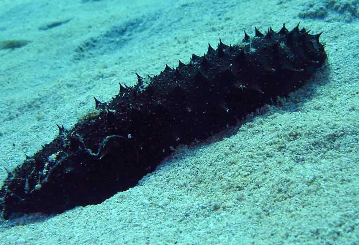Sequestrate cinque tonnellate di 'cetrioli di mare'