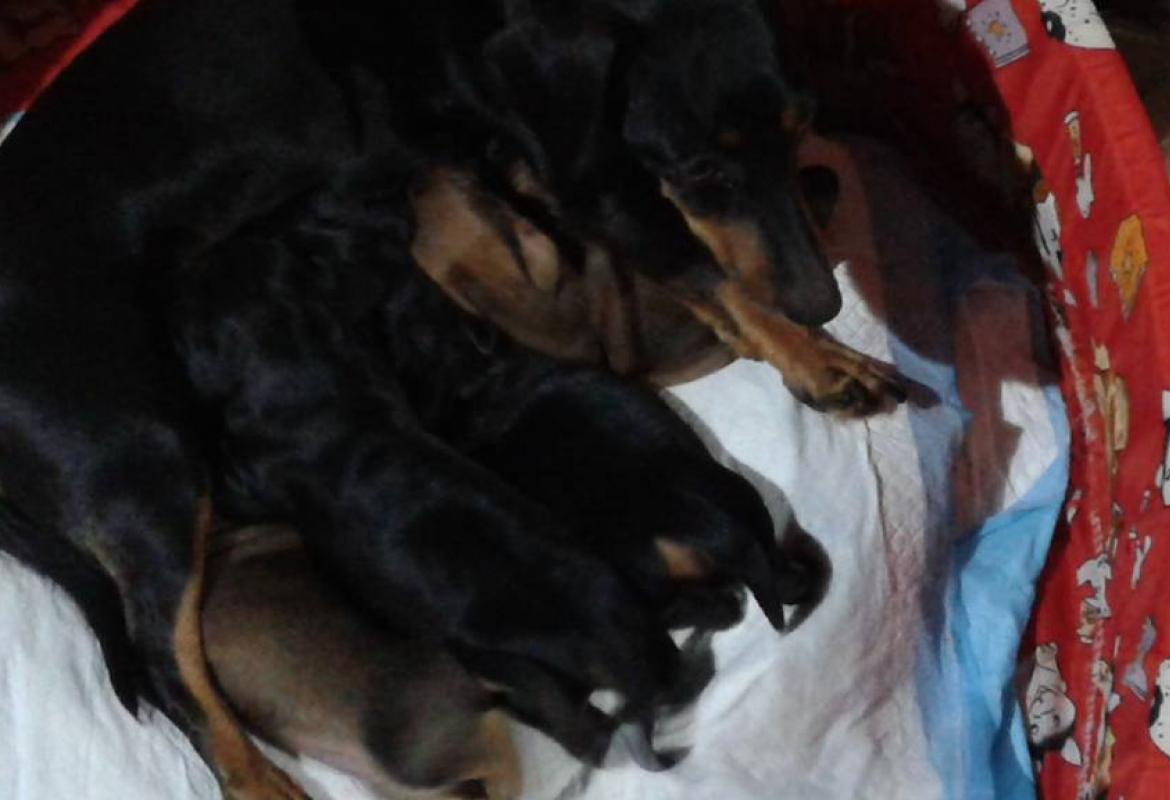 Brenda è fuggita via, aiutateci a riportarla dai suoi quattro cuccioli