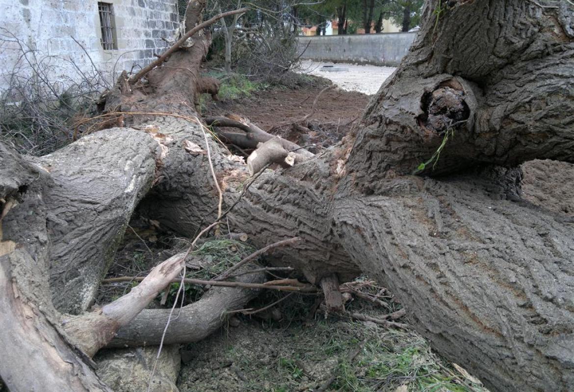 Il gelso abbattuto. Roberta Forte: "Il Comune non ha colpe"