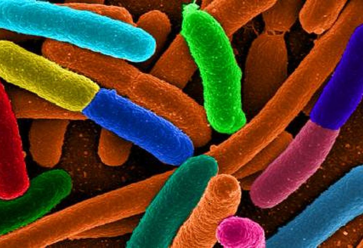 I batteri intestinali? Si sono adattati a inquinanti e antibiotici