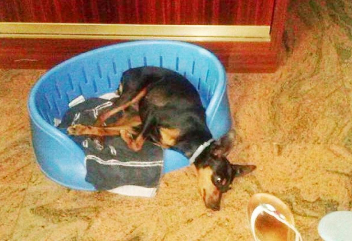 &quot;Aiutatemi a ritrovare Maya&quot;