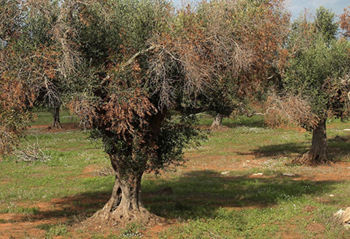 “Insieme contro il Complesso del Disseccamento Rapido dell’Olivo (CoDiRO)”