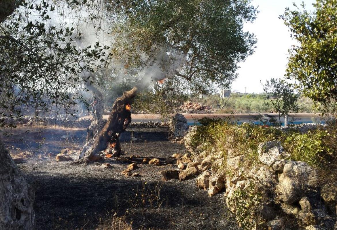 Distrutti dal fuoco trenta ulivi in zona 'Due masserie'