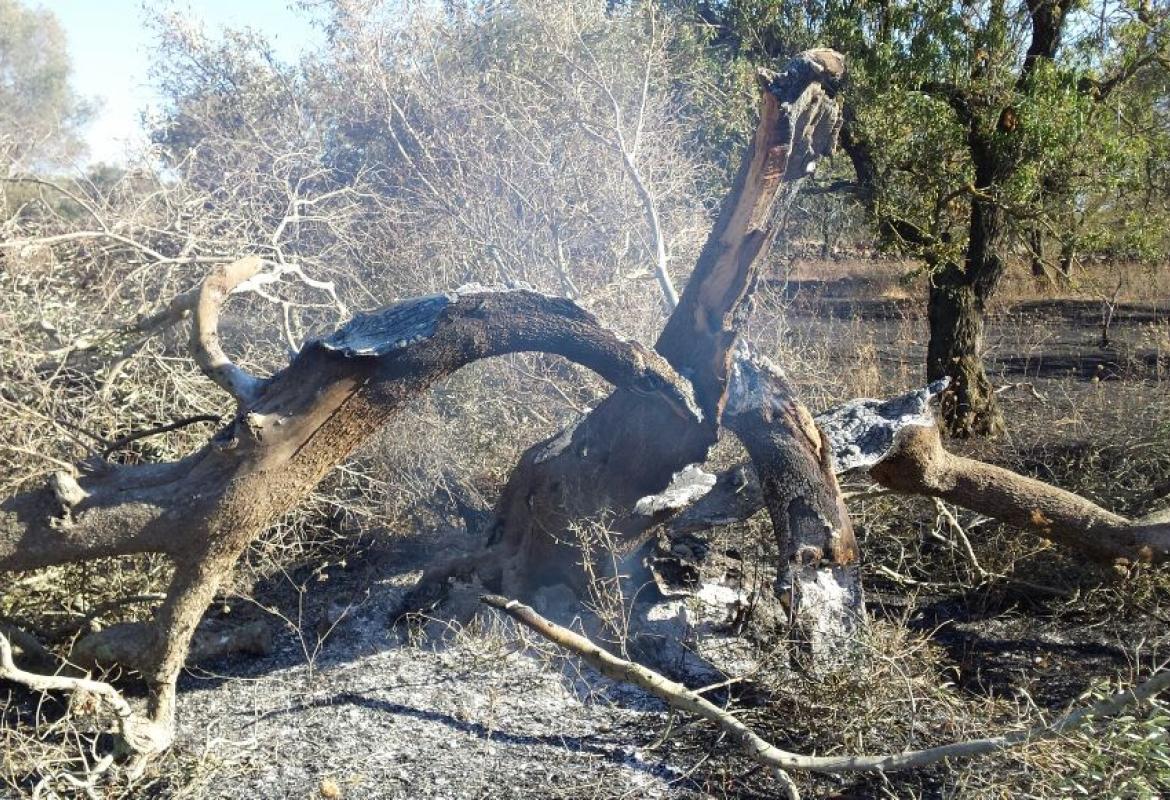 Cento ulivi distrutti dalle fiamme in Contrada Malevindi